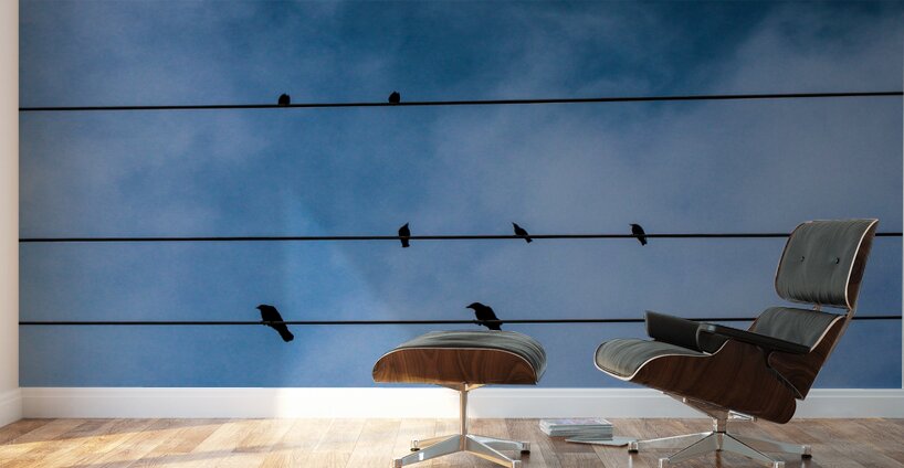 Birds on a wire Wall Murals