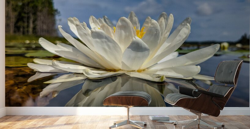 Water Lily Wall Murals