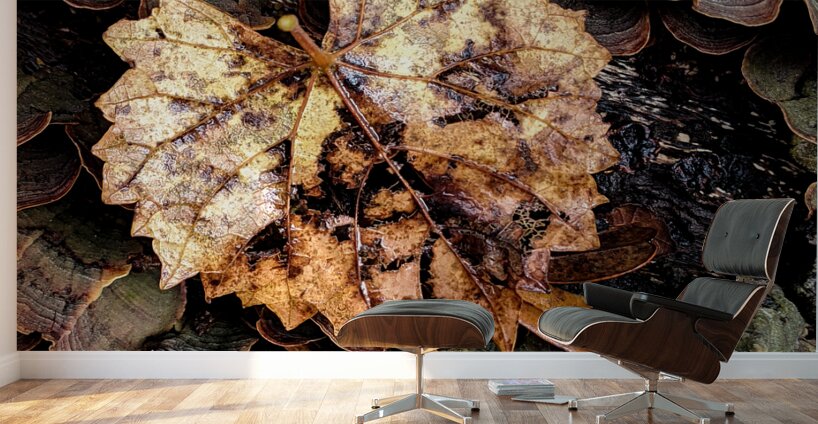 Leaf Fungus Wall Murals