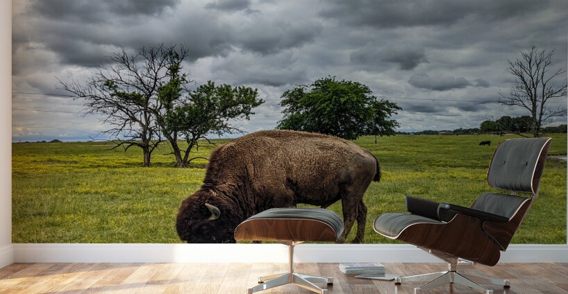 Bison Wall Murals