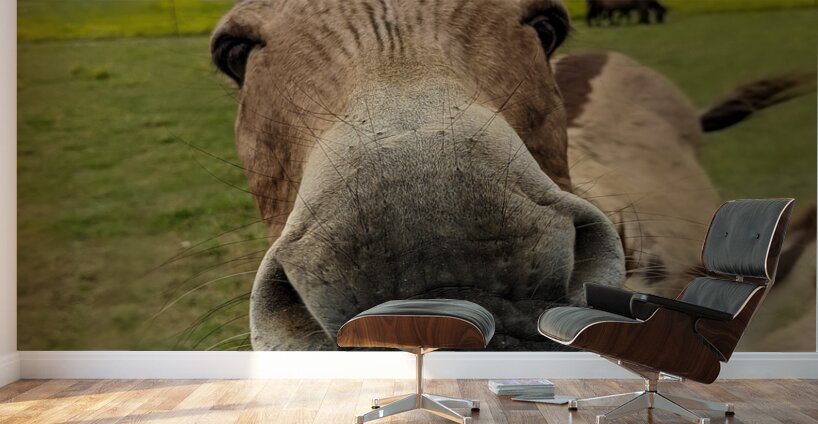 Funny Donkey Wall Murals