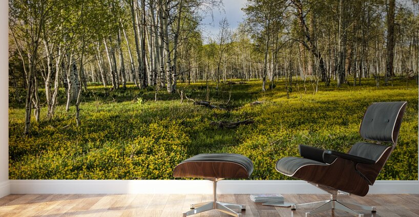 Colorado Forest Wall Murals