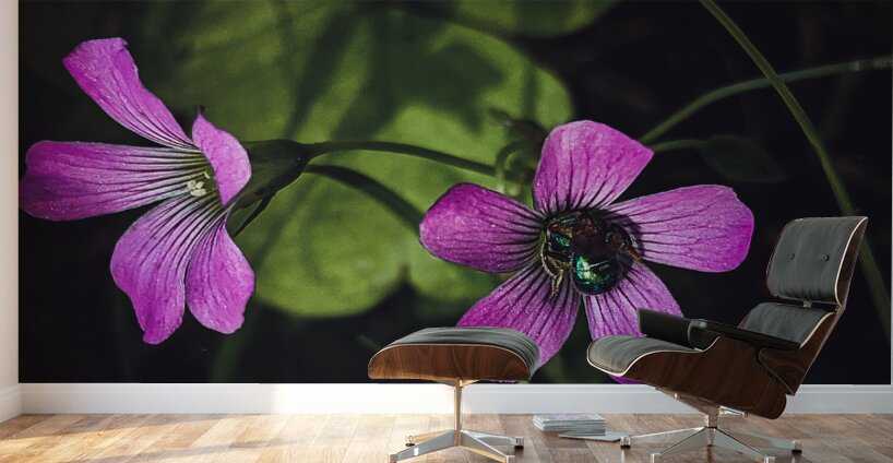 Flowers  and bee Wall Murals