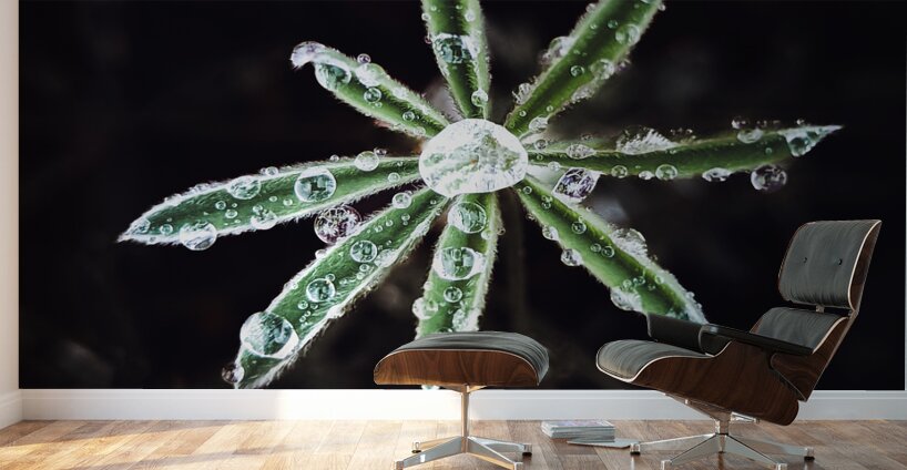 Dew plant Wall Murals