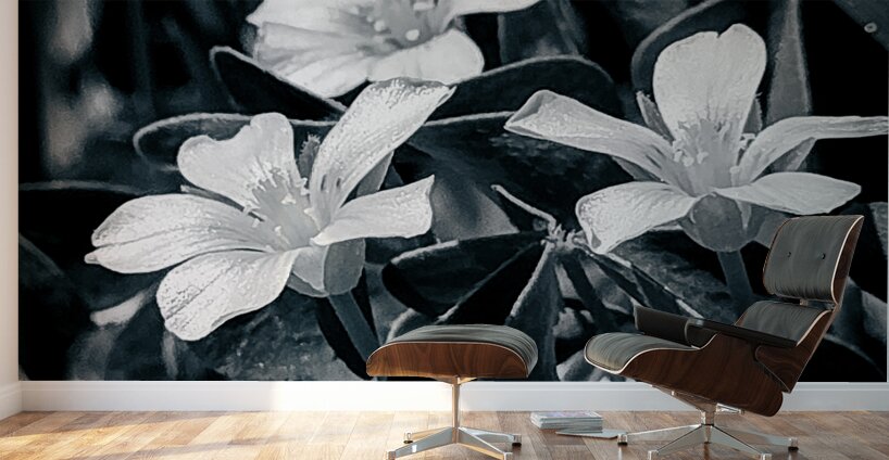 Black and White Flowers Wall Murals
