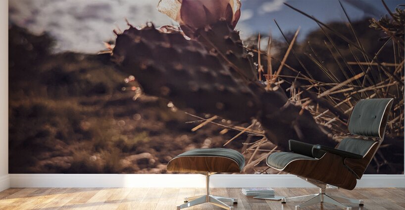 Lens Flare Cactus Wall Murals