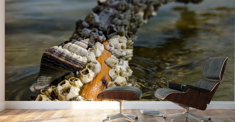 Reclaimed Wall Murals