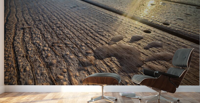 Racoon Paw in Dew Wall Murals