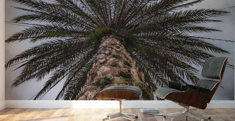 Palm Tree Wall Murals