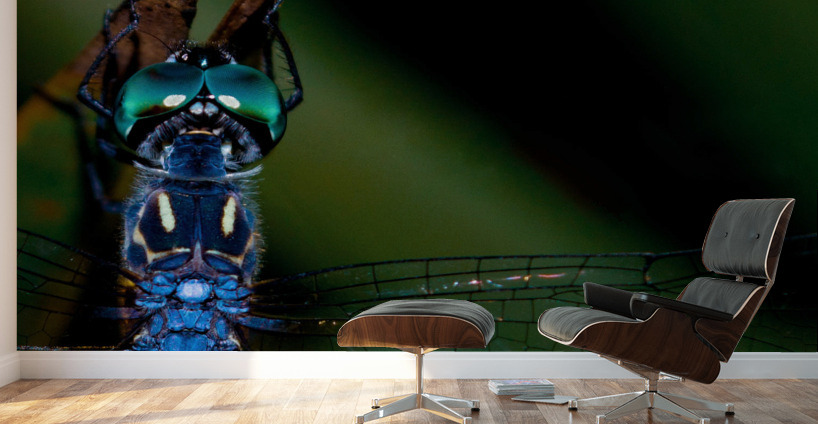 Blue Dragonfly Wall Murals