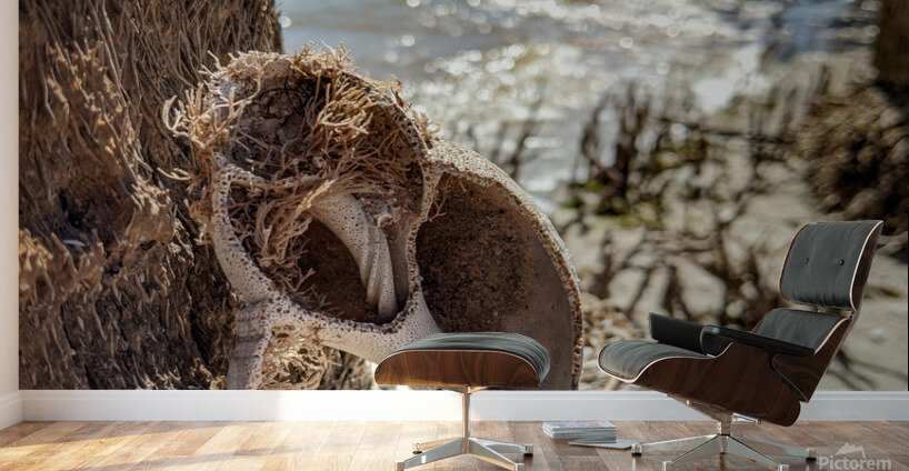 Shell on tree Wall Murals