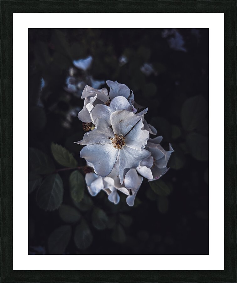  Fine Art print