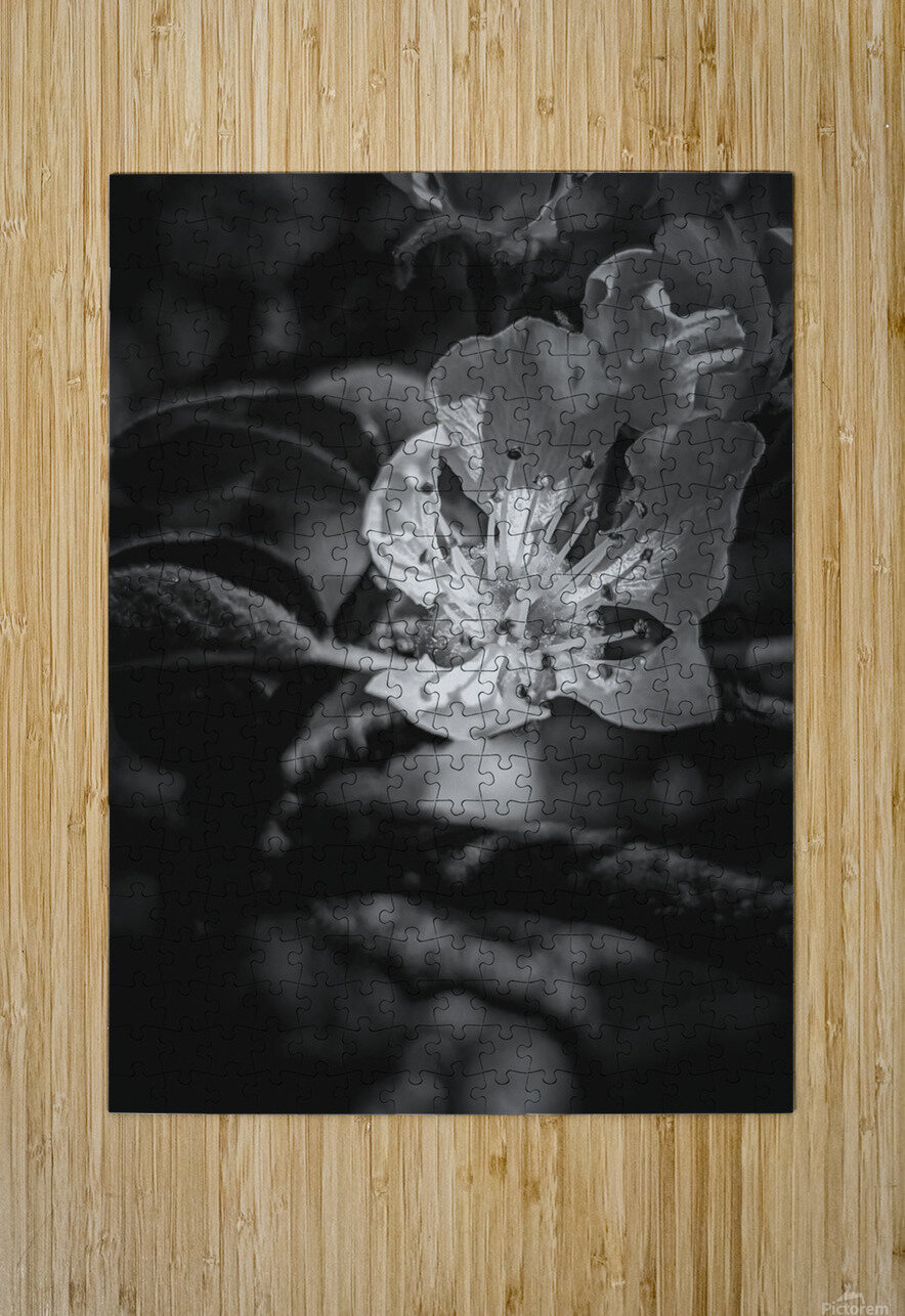 Flower Black and White LNC PHOTOGRAPHY Puzzle printing