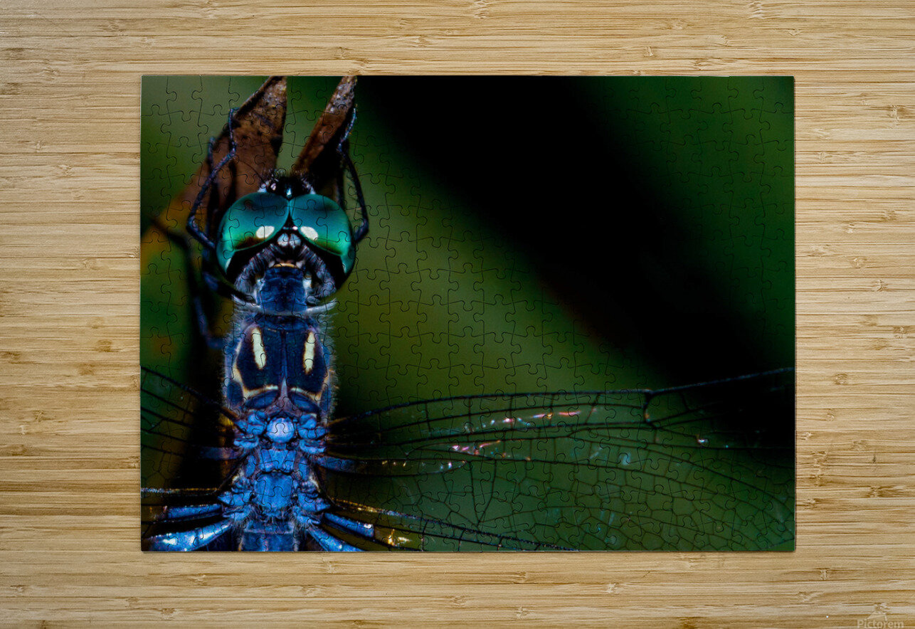 Blue Dragonfly LNC PHOTOGRAPHY Puzzle printing