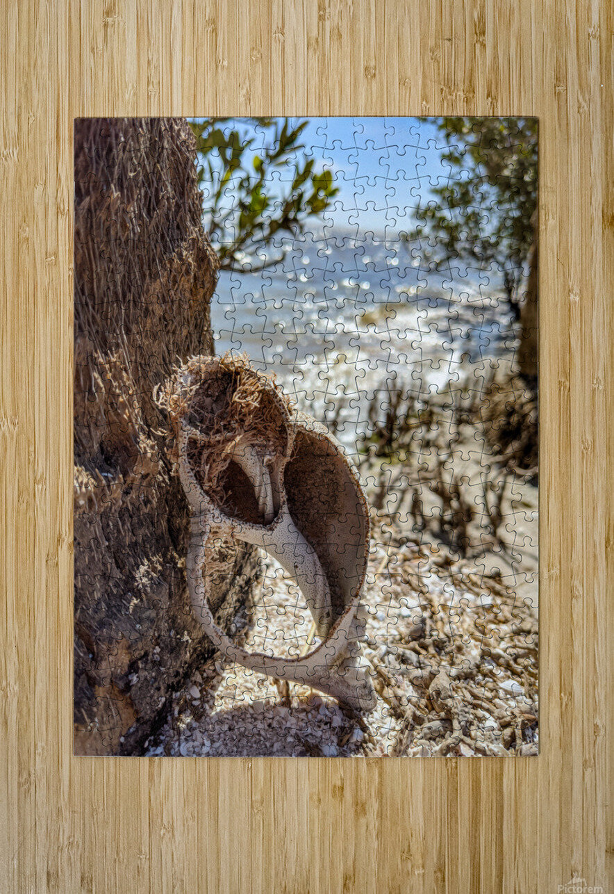 Shell on tree LNC PHOTOGRAPHY Puzzle printing