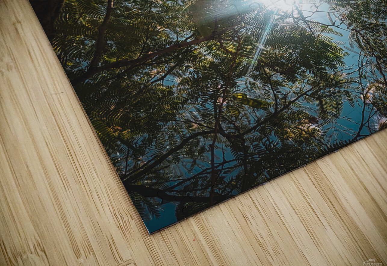 Mimosa in the sky LNC PHOTOGRAPHY Puzzle