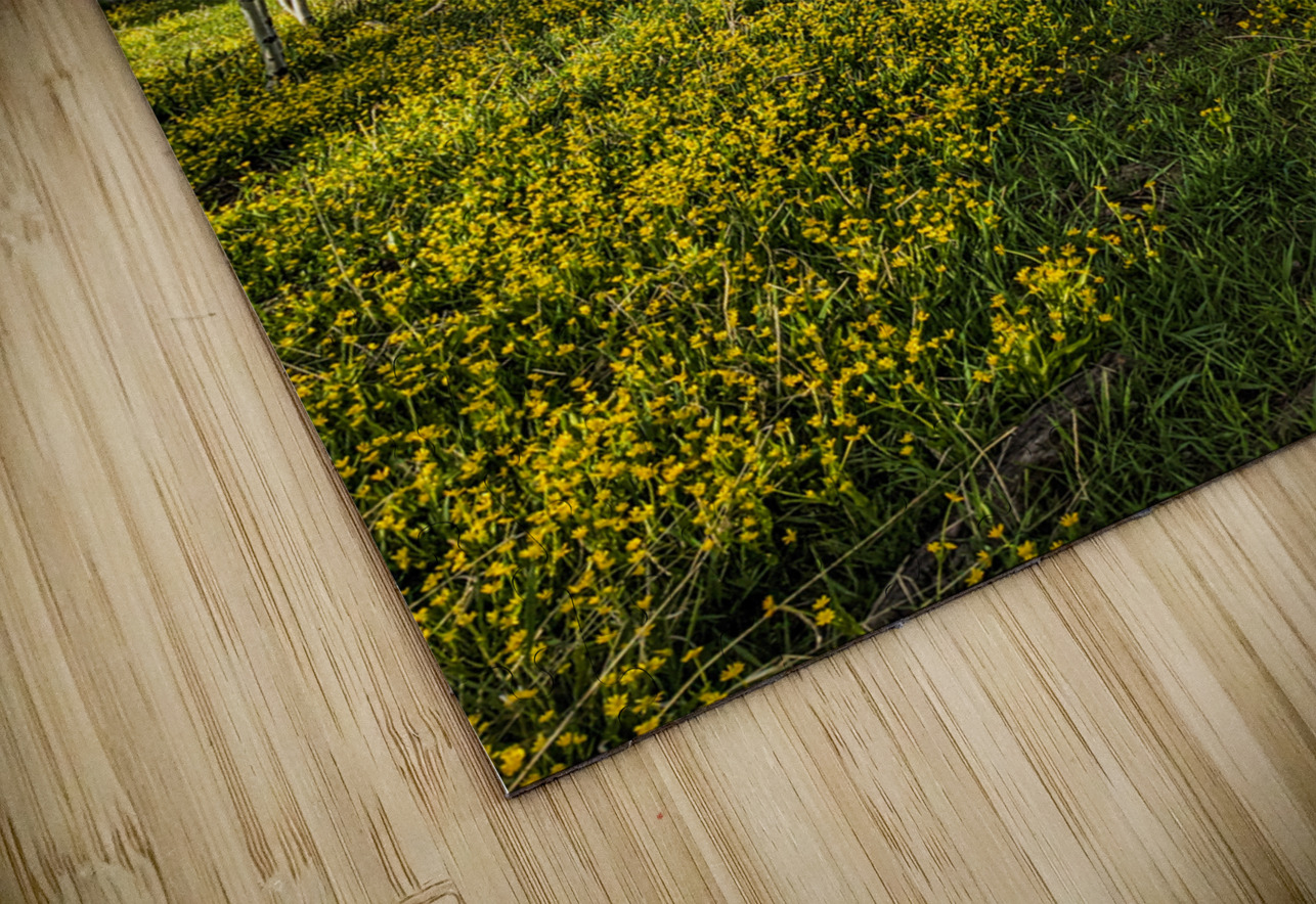 Colorado Forest LNC PHOTOGRAPHY Puzzle