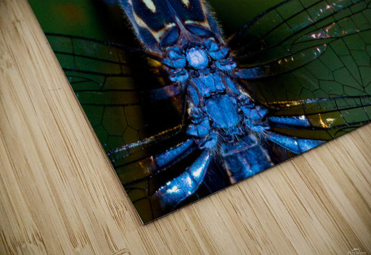 Blue Dragonfly LNC PHOTOGRAPHY Puzzle