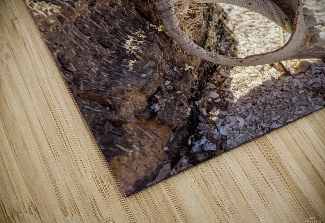 Shell on tree LNC PHOTOGRAPHY Puzzle